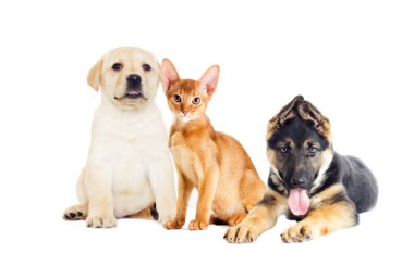 Labrador köpek yavrusu ve Habeş yavru kedi arıyorum