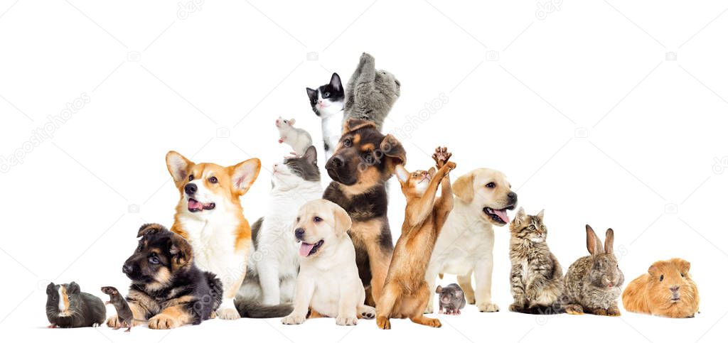 Set of  domestic animals 