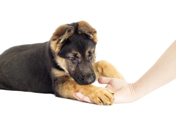 Paw puppies in menselijke handen — Stockfoto