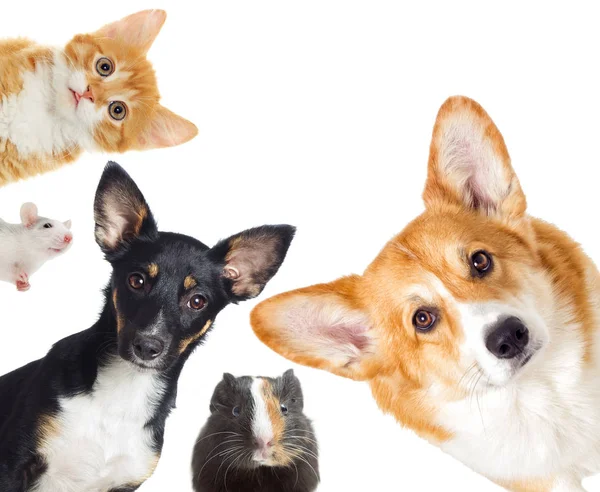 子犬と子猫とモルモット ペットのセット — ストック写真