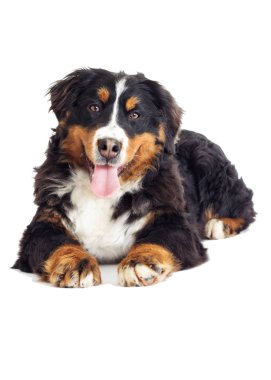 Bernese dağ köpeği 