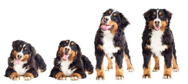 Bernese dağ köpeği seti 