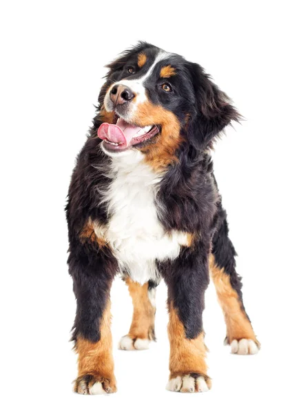 Berner Sennenhond — Stockfoto