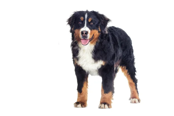 Cane di montagna bernese — Foto Stock