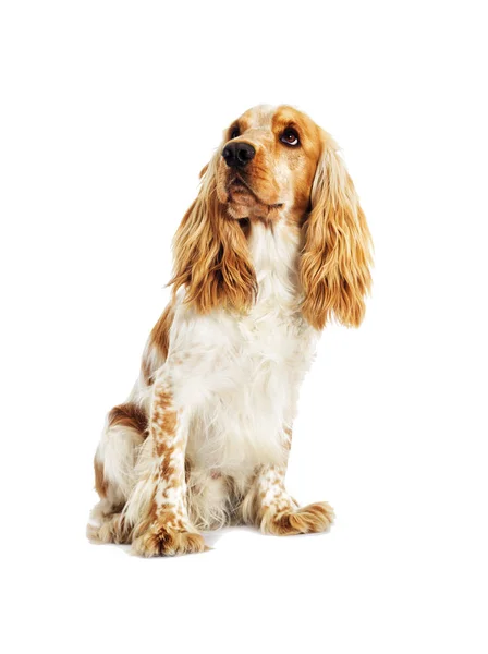 Inglês Spaniel cão — Fotografia de Stock