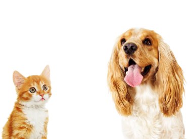 Sevimli köpek ve kedi