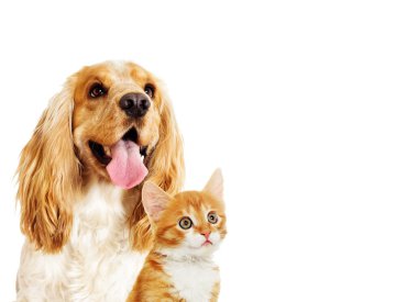 Sevimli köpek ve kedi
