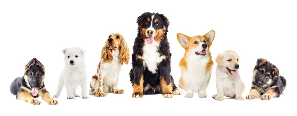 Conjunto de cães bonitos — Fotografia de Stock