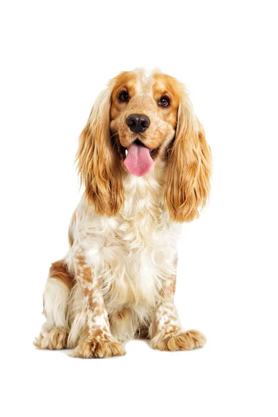 Anglický kokršpaněl pes — Stock fotografie