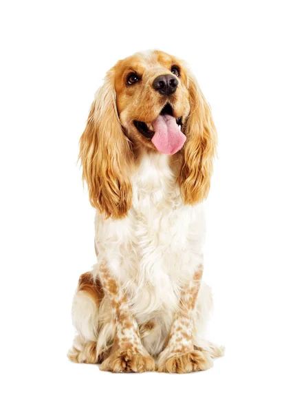 Englischer cocker spaniel dog — Stockfoto