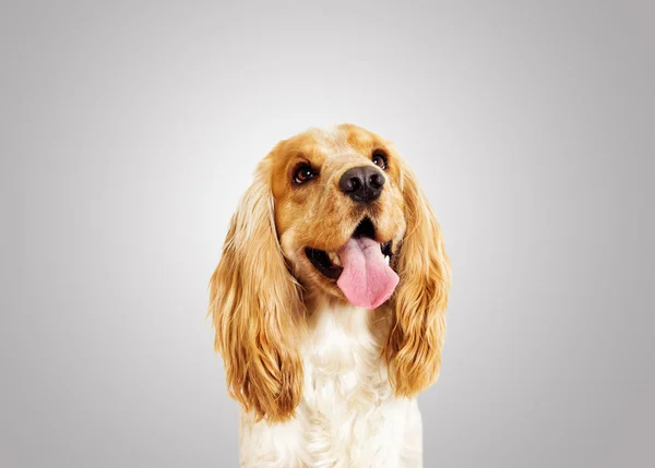 Retrato de um cocker spaniel — Fotografia de Stock