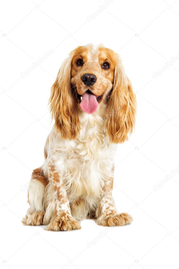 English cocker spaniel dog 