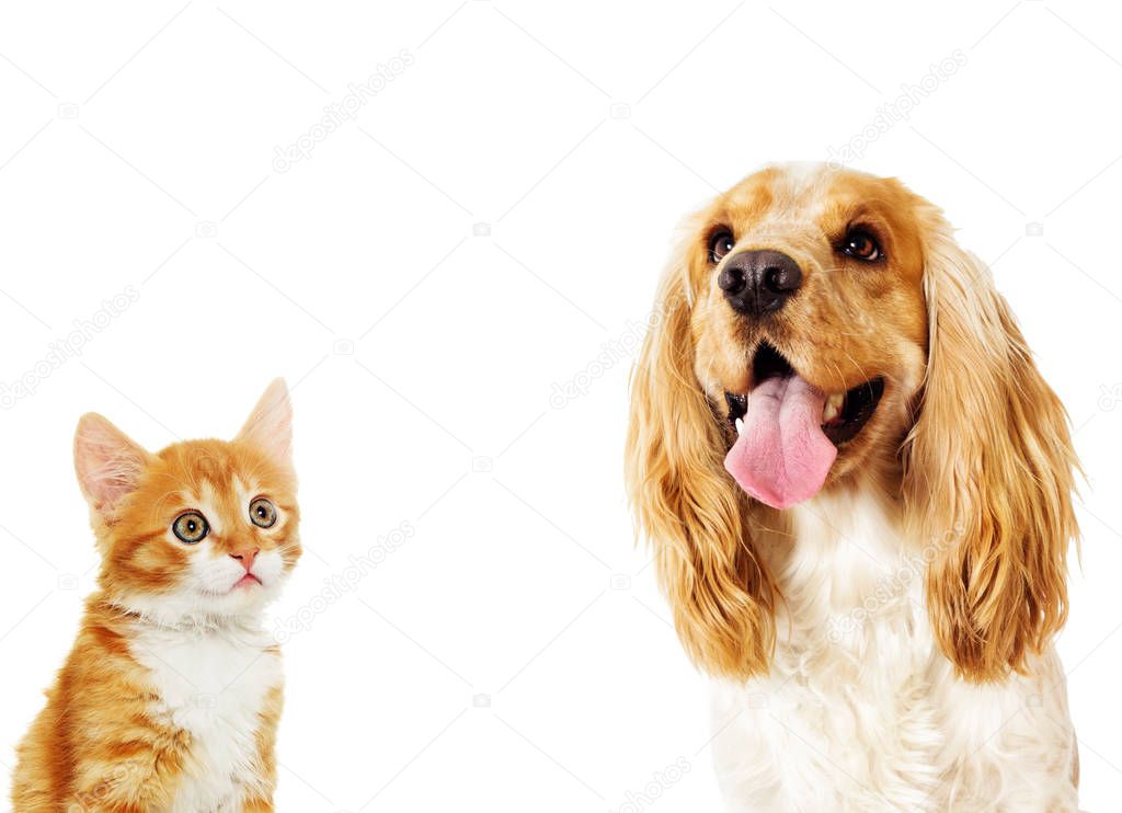Cute dog and kitten