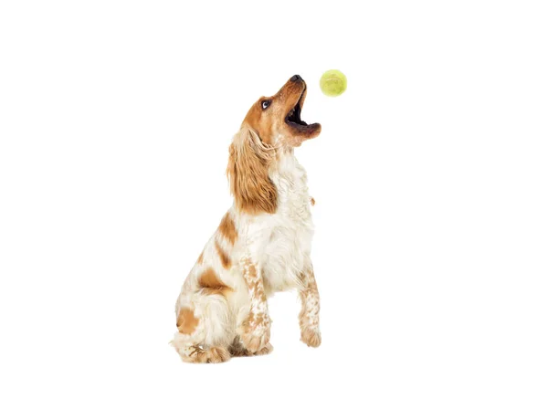 Собака ловить м'яч — стокове фото