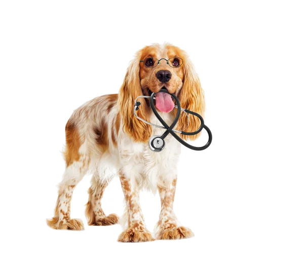 Cane veterinario con stetoscopio — Foto Stock