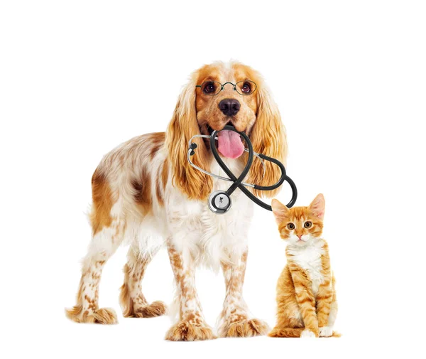 Ветеринарная собака и кошка — стоковое фото