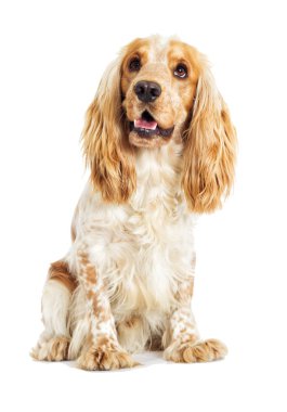 Beyaz bir arka plan üzerinde İngilizce Spaniel köpek