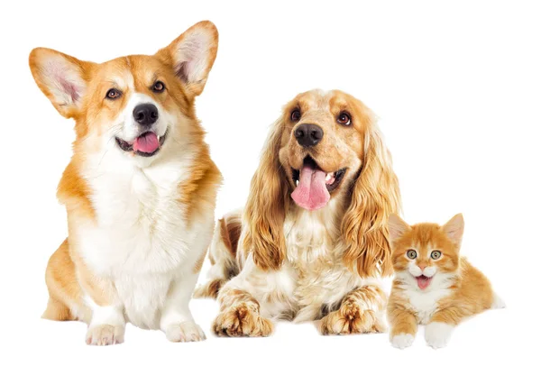 English Spaniel Dog Kitten White Background — Stock Photo, Image