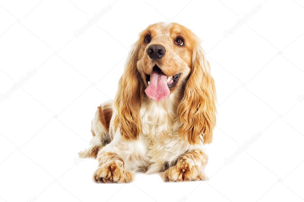 English Spaniel dog on a white background