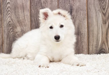 Tüylü halı üzerinde köpek yavrusu