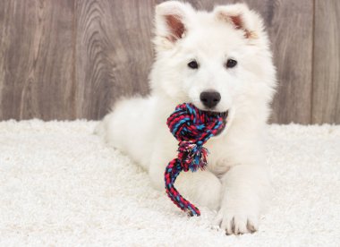 Tüylü halı üzerinde oyuncak ile köpek yavrusu