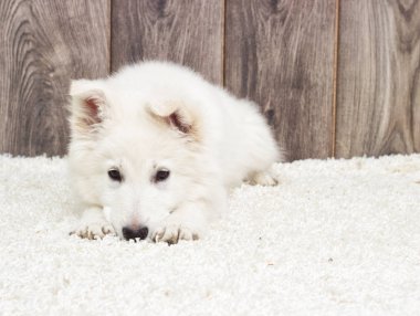 Tüylü halı üzerinde köpek yavrusu