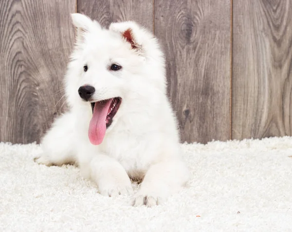 Tüylü halı üzerinde köpek yavrusu