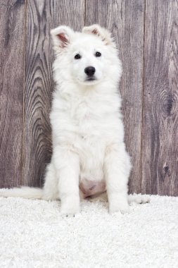 Tüylü halı üzerinde köpek yavrusu