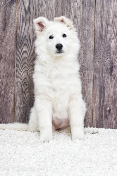 Puppy on  fluffy carpet — Stock Photo, Image