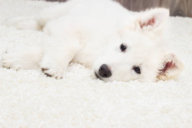 Tüylü halı üzerinde köpek yavrusu