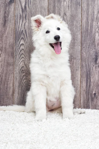 Puppy on  fluffy carpet — Stock Photo, Image