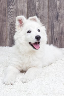 Tüylü halı üzerinde köpek yavrusu