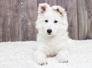 Tüylü halı üzerinde köpek yavrusu