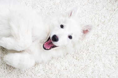 Tüylü halı üzerinde köpek yavrusu