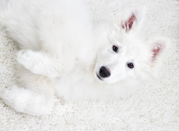 Berger Blanc Suisse Puppy Fluffy Carpet — Stock Photo, Image