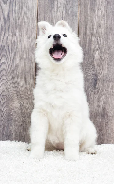 ベルガー ブラン クレディ スイス子犬フワフワ カーペット — ストック写真