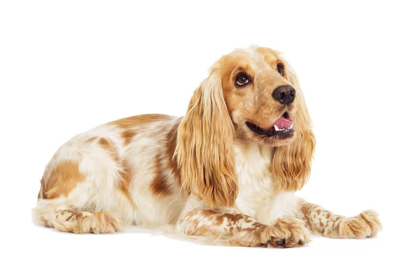 Cane Inglese Cocker Spaniel Sfondo Bianco — Foto Stock