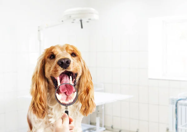 Veterinario Mira Dientes Perro Una Lupa — Foto de Stock