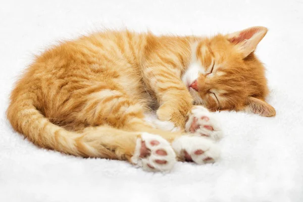 Lindo Pequeño Jengibre Gatito Durmiendo Blanco Mullido Manta —  Fotos de Stock