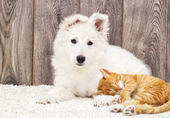 Картина, постер, плакат, фотообои "berger blanc suisse puppy and kitten fluffy carpet", артикул 143105533