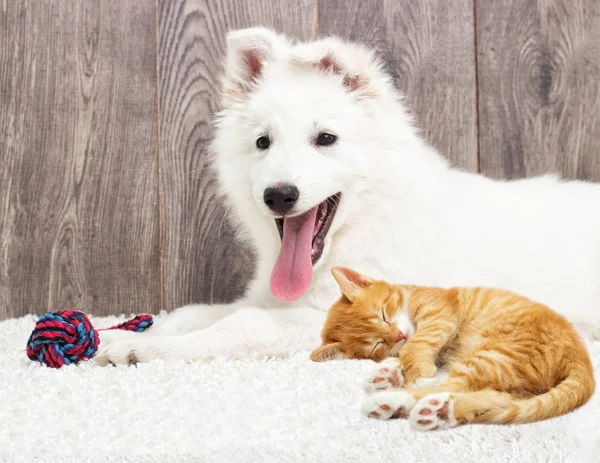 ベルジェブランスイス子犬と子猫ふわふわカーペット — ストック写真