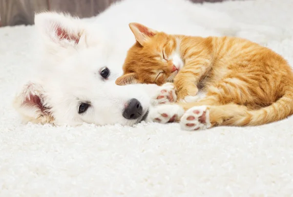 Berger Blanc Suisse Puppy Kitten Fluffy Carpet — Stock Photo, Image