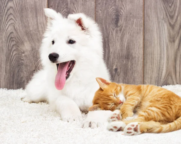 ベルジェブランスイス子犬と子猫ふわふわカーペット — ストック写真