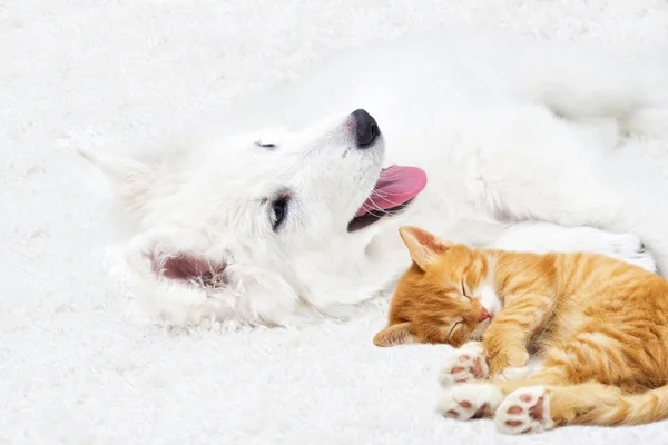 Berger Blanc Suisse Welpe Und Kätzchen Flauschiger Teppich — Stockfoto