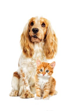Köpek ve kedi beyaz bir arka plan üzerinde