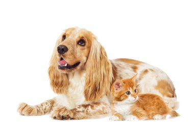Köpek ve kedi beyaz bir arka plan üzerinde