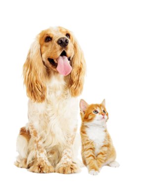 Köpek ve kedi beyaz bir arka plan üzerinde