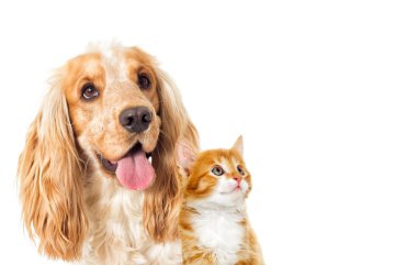 Köpek ve kedi beyaz bir arka plan üzerinde