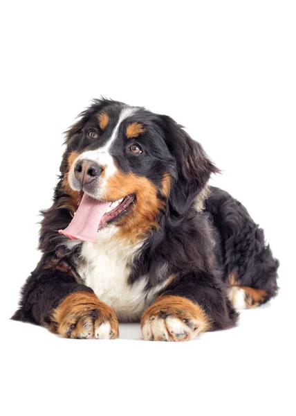 Cane Montagna Bernese Sfondo Bianco — Foto Stock