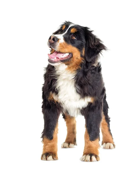 Cane Montagna Bernese Sfondo Bianco — Foto Stock